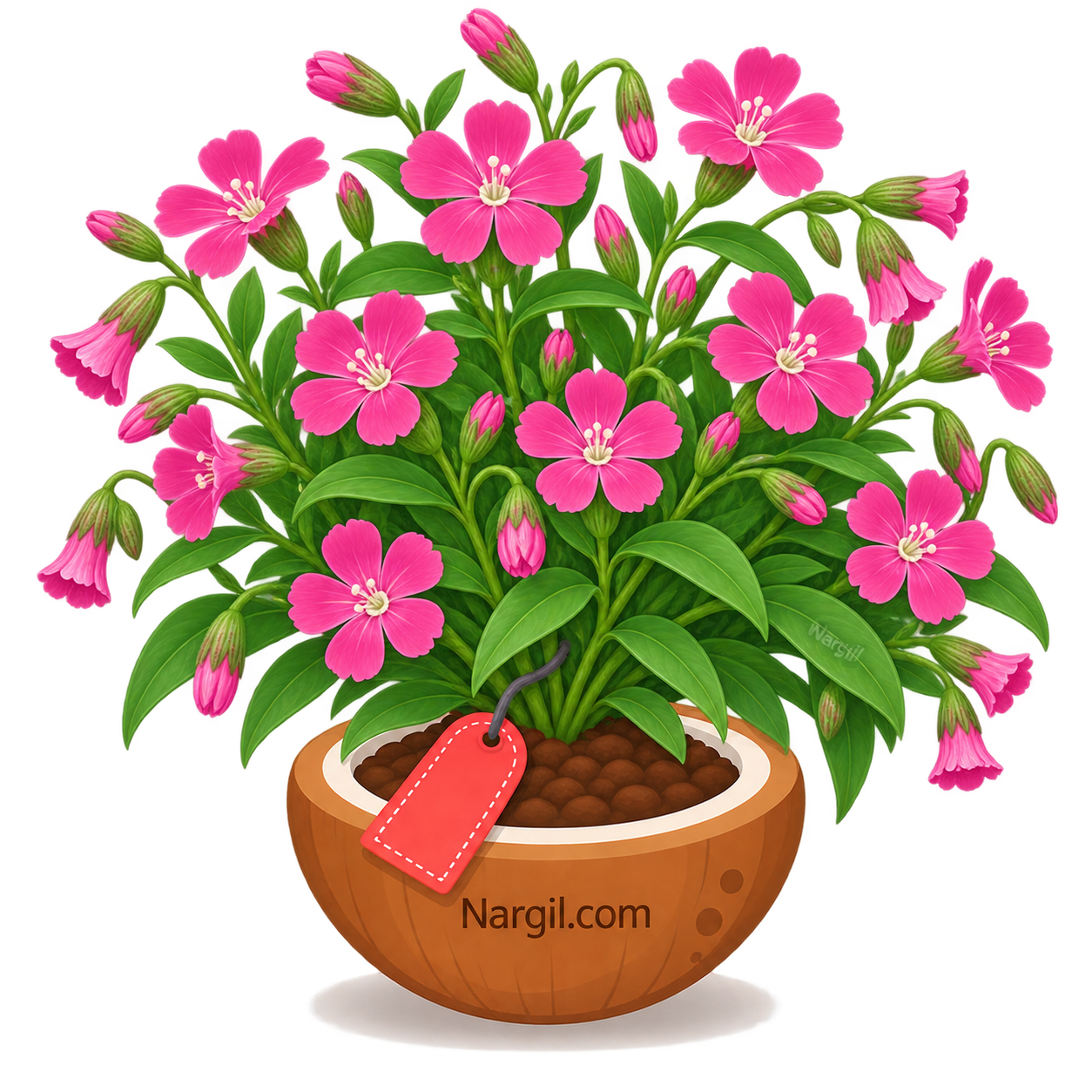 Nargil_Silene pendula